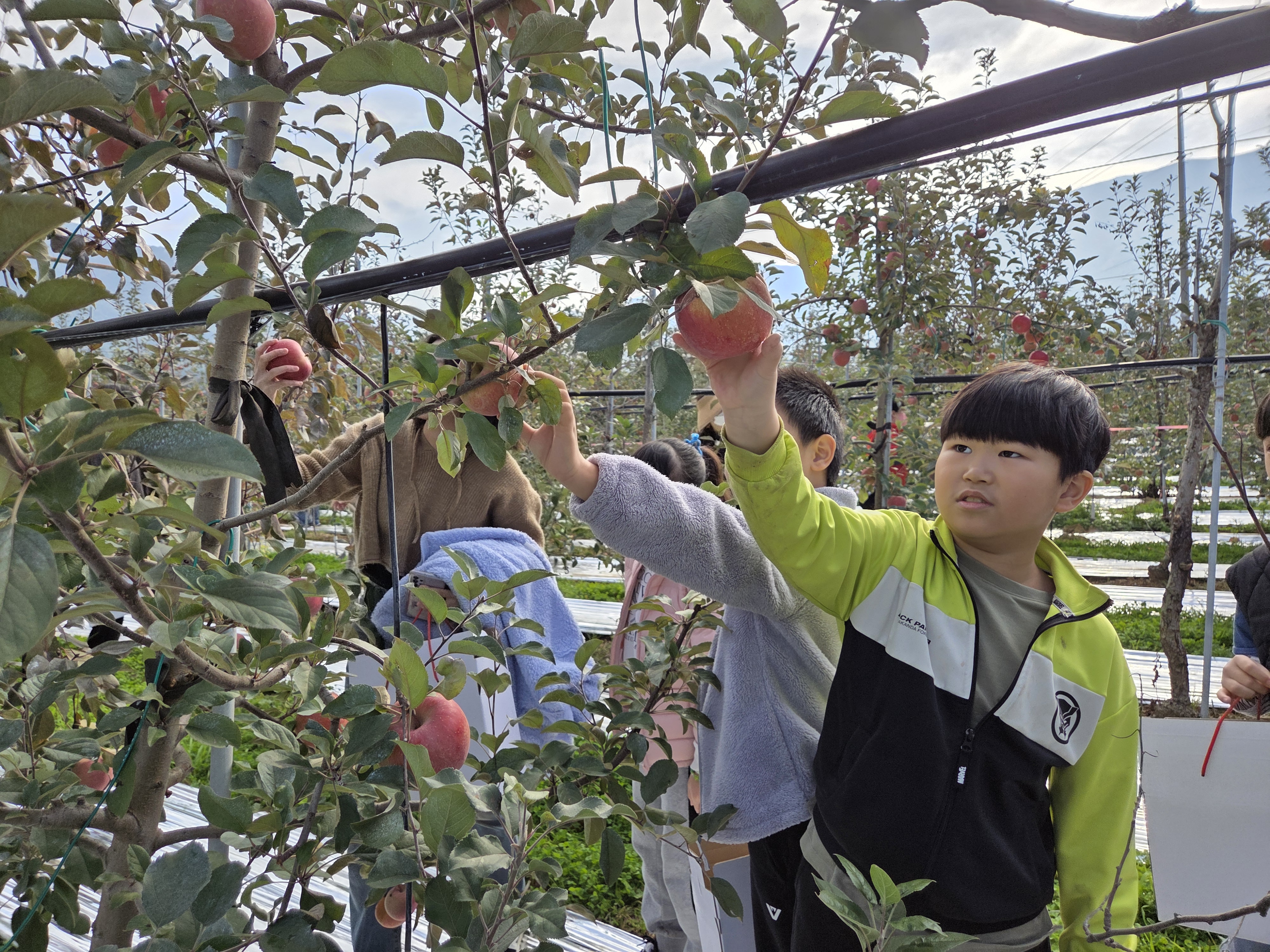 3. 척과초 학생들이 6일 밀양 사과농장에서 사과 따기 체험을 하고 있다.jpg
