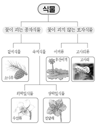 식물의 분류 참고 이미지