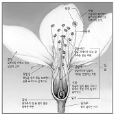 꽃의 구조 참고 이미지