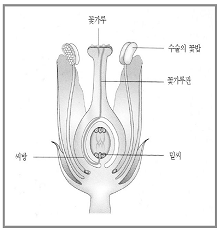 꽃식물의 번식 참고 이미지