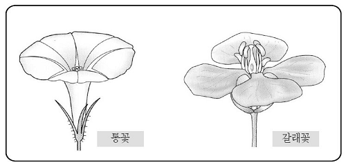 통꽃과 갈래꽃 참고 이미지