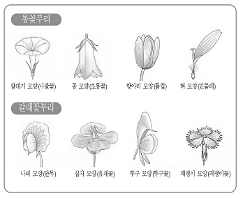 통꽃과 갈래꽃 참고 이미지2