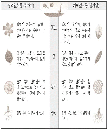 외떡잎식물과 쌍떡잎식물 참고 이미지