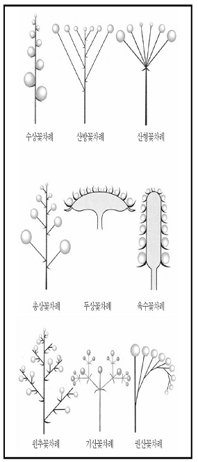 꽃차례 참고 이미지