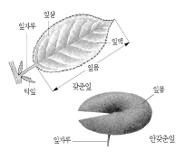 홑잎(단엽) 참고 이미지