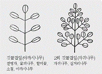 겹잎(복엽) 참고 이미지