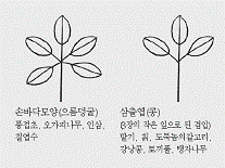 겹잎(복엽) 참고 이미지2