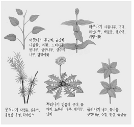 잎차례 참고 이미지