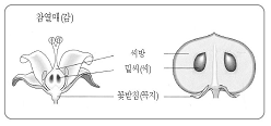 참열매 참고 이미지