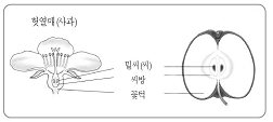 헛열매 참고 이미지